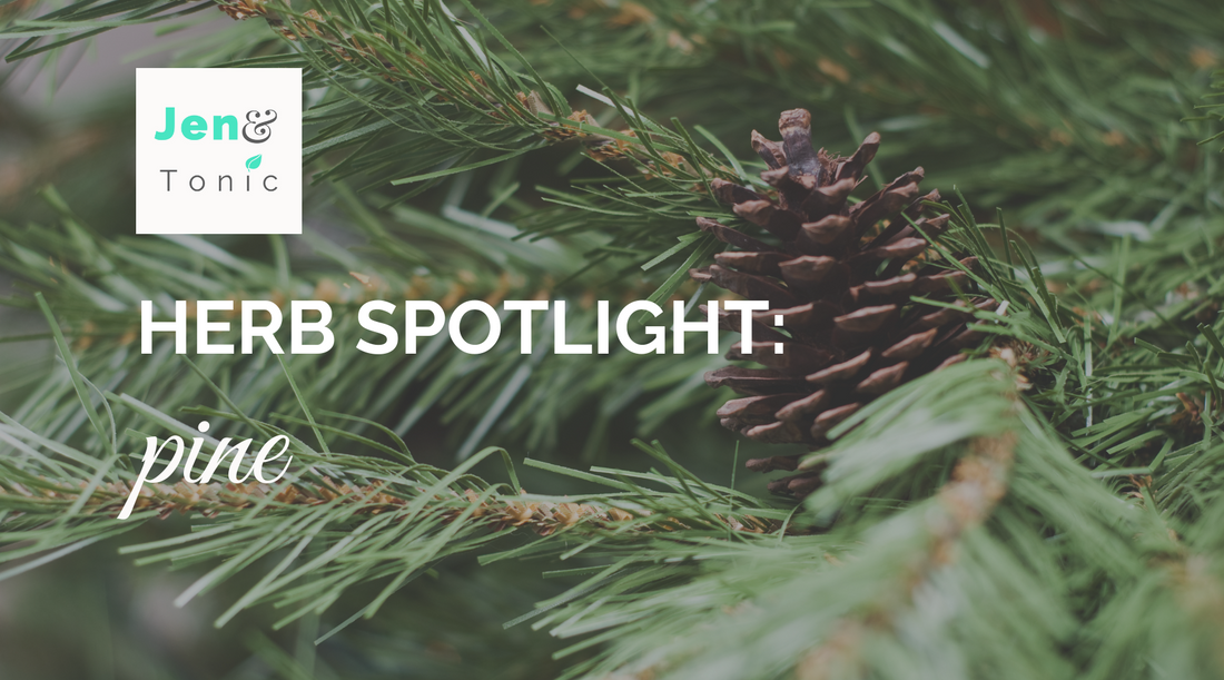 Herb spotlight: pine properties, uses, and lore